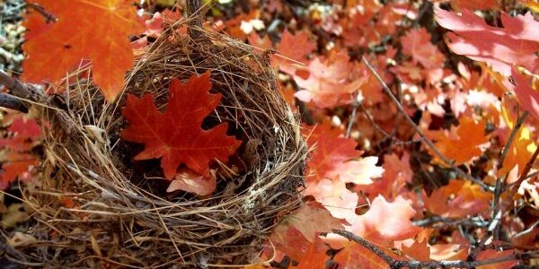 Fall Nest
